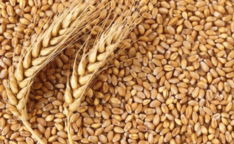 जाने आज का गेहूँ का भाव क्या रहा